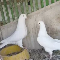 کبوتر سفید رحمانی