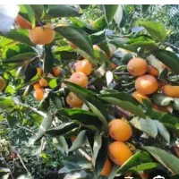 نارنج و خرمالو خریدارم .شماره تماس