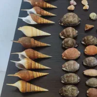 کلکسیون صدف های زیبای جنوب