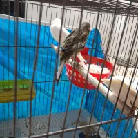 قناری جفت با جوجه|پرنده|رشت, منظریه|دیوار