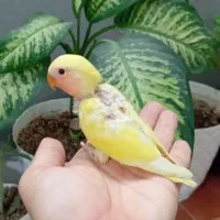 جوجه طوطی برزیلی