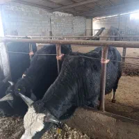 گوسفند و گوساله چاق درجه یک