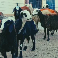 بره ماده