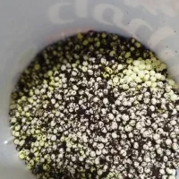 خاویار حلزون آچاتینا آلبینو