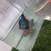 دو. جفت فاتیر مولد|ماهی|اردبیل, |دیوار