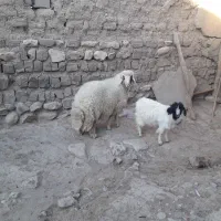 بره نرسرحال|حیوانات مزرعه|گهواره, |دیوار