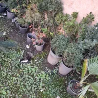 گلهای بیرونی|گل و گیاه طبیعی|عباس‌آباد, |دیوار