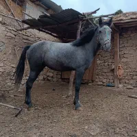 اسب ماده 3 ساله یورقه