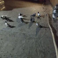 نر گوره ما طوقی دوتا سر ته سیا بقیشونم تهرانی|پرنده|بروجرد, |دیوار