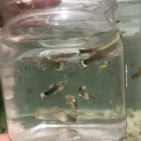 ماهی گوپی نر|ماهی|بجنورد, |دیوار