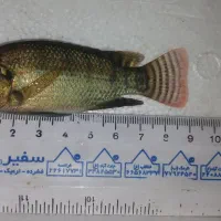 بچه ماهی تیلاپیا