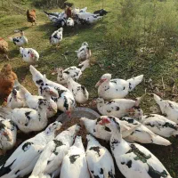 قیمت ۴۲۰۰۰۰هزار تومان|حیوانات مزرعه|کیاشهر, |دیوار