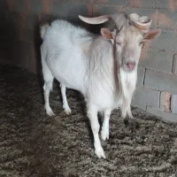 تکه سانن اصل دوساله