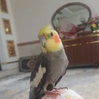 عروس هلندی سنخگو