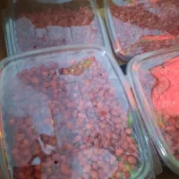 زعفران اصل قاینات و اعلا|حراج|مشهد, رضاشهر|دیوار