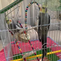 دو عدد عروس هلندی نر سخنگو|پرنده|فلاورجان, |دیوار