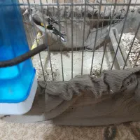 سهره|پرنده|مسجد سلیمان, |دیوار