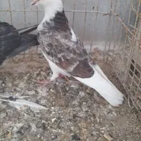 کفتر