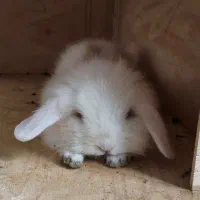 بچه خرگوش لوپ