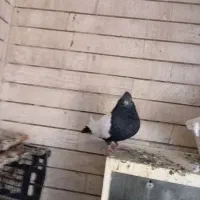 سرخ باسینه ایی|پرنده|خرمشهر, |دیوار