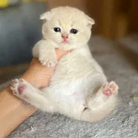 واگذاری گربه های نژاد دار