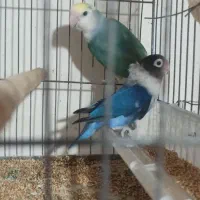 جفت کوتوله یرزیلی|پرنده|قائم‌شهر, |دیوار