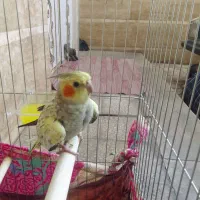 عروس هلندی نر