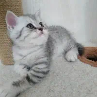 بریتیش سیلور وارداتی عکس پدر مادر موجوده