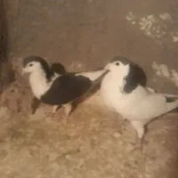 ساده افشون وکله سینه سرخ وسینه زرد|پرنده|مشهد, آبکوه|دیوار