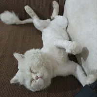 گربه پرشین نر|گربه|زاهدان, |دیوار