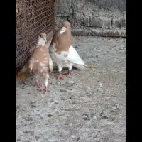 فروش چند عدد شهری