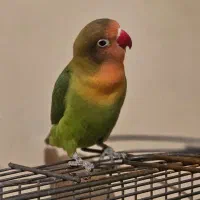 طوطی برزیلی اهلی