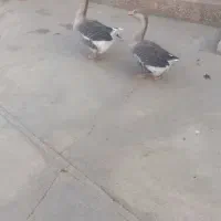 فروش دوعدد غاز