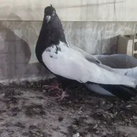 ماده سینه سیاه