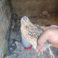 بلدرچین 45 روزه نر. معاوضه با پرنده