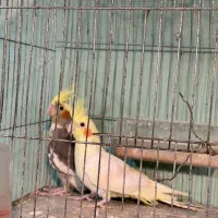 عروس هلندی نره و ماده|پرنده|ماسال, |دیوار