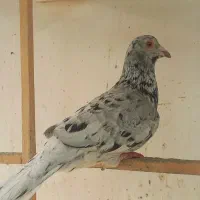 کفتر