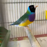 فنچ گلدین نر