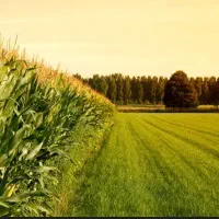 فروش زمین کشاورزی در پاکل