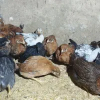 جوجه