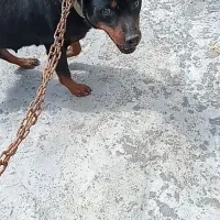 واگذاری روتفایلر ماده۲ساله بندرانزلی