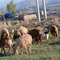 ۹عددبره نروماده کم وزن ۲۷الی ۳۰ کیلومغان