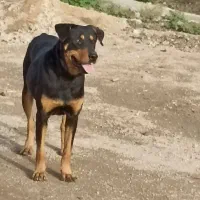 دوبرمن ماده|سگ|بهبهان, |دیوار