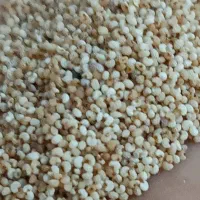 بذر (توم)|عمدهفروشی|کرمانشاه, |دیوار