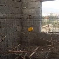 قفس پران ولانه عروس هلندی