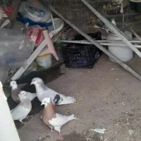 پنج تا کفتر  بدرنگ جفت طوقی جفت یه طوقی تک