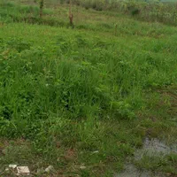 زمین تمام مسکونی تمام رویایی از املاک ابوالفضل|فروش زمین و ملک کلنگی|لاهیجان, کوی خزر|دیوار