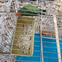 طوطی برزیلی