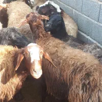 میش بره داشتی گله داری یک داغ|حیوانات مزرعه|فلاورجان, |دیوار