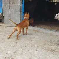 واگذاری سگ خراسانی پژدر سرابی آلابای ژرمن پیتبول|سگ|نوده خاندوز, |دیوار